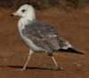 Larus armenicus